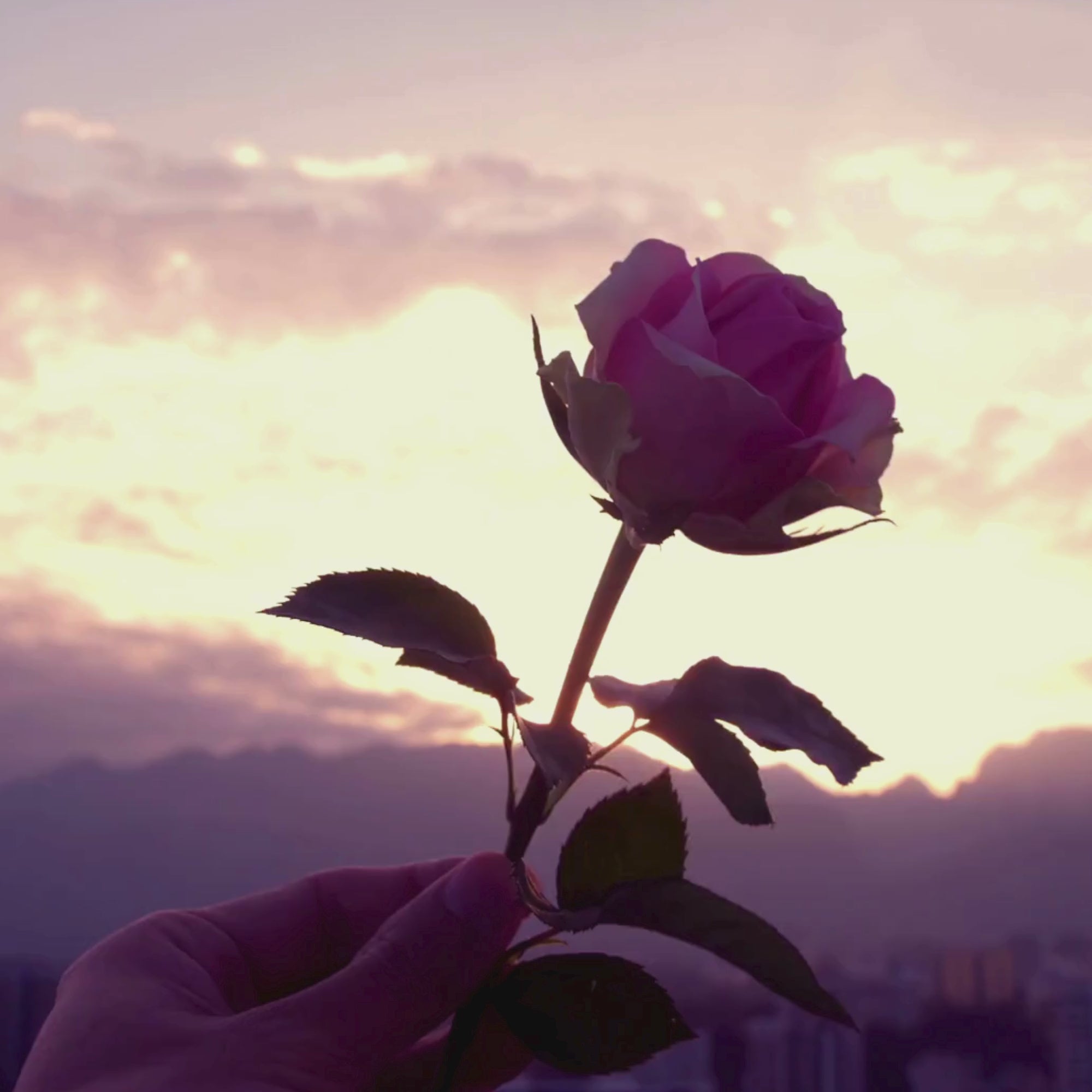 A looping video with no volume depicts a single rose being held up against a sky at sunset. The lighting is diffused and soft, the mood is romantic and dreamlike.